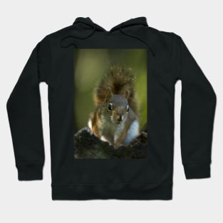 Red Squirrel Hoodie